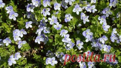 Многолетний цветок вероника все чаще встречается в цветниках | "Дача - Мания"