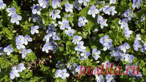 Многолетний цветок вероника все чаще встречается в цветниках | 