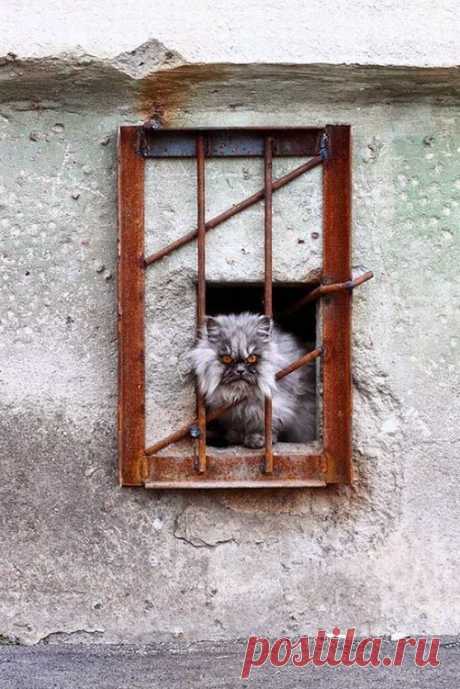 Кот (Котофул комьюнити): - nadegdacherepaschuk@gmail.com - Gmail