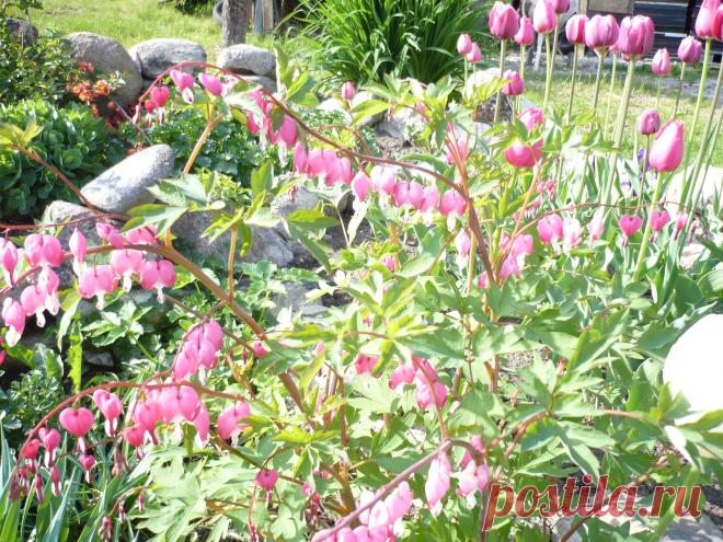 Цветы - Разбитое сердце.