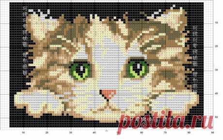 Котенок