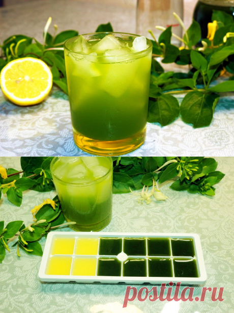 Освежающие напитки в магазине не покупаю: сама готовлю лимонад со вкусом советского детства под названием "Тархун" | Мастерская идей | Яндекс Дзен