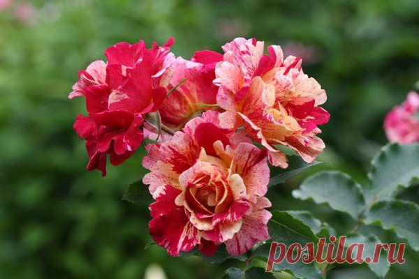 РОЗЫ | Самоцветик