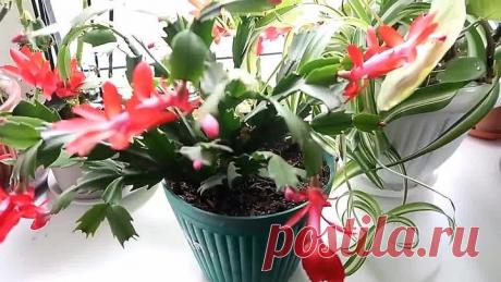 Очень ПРОСТОЙ СПОСОБ, как заставить ЦВЕСТИ ДЕКАБРИСТ!