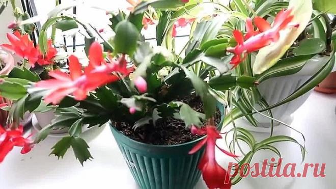 Очень ПРОСТОЙ СПОСОБ, как заставить ЦВЕСТИ ДЕКАБРИСТ!