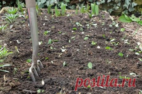 Лучшие растения-сидераты: крестоцветные