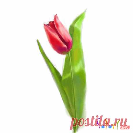 Как нарисовать тюльпан. Рисуем тюльпан поэтапно