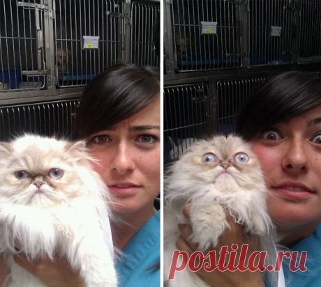 Котизм