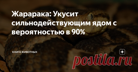 Жарарака: Укусит сильнодействующим ядом с вероятностью в 90% Доброго времени суток, любители странных животных и дедовского самогона. Сегодня к нам на огонёк заползло новое фиг-пойми-что-если-не-смотреть-на-фотки. И действительно, вряд ли кто-нибудь из вас догадался бы, что за штука может называться ЖАРАРАКОЙ.