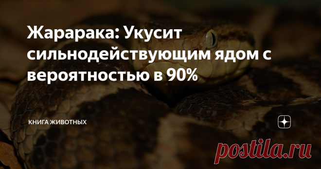 Жарарака: Укусит сильнодействующим ядом с вероятностью в 90% Доброго времени суток, любители странных животных и дедовского самогона. Сегодня к нам на огонёк заползло новое фиг-пойми-что-если-не-смотреть-на-фотки. И действительно, вряд ли кто-нибудь из вас догадался бы, что за штука может называться ЖАРАРАКОЙ.
