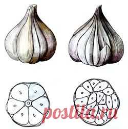 Посадка озимого чеснока / Огород / 7dach.ru