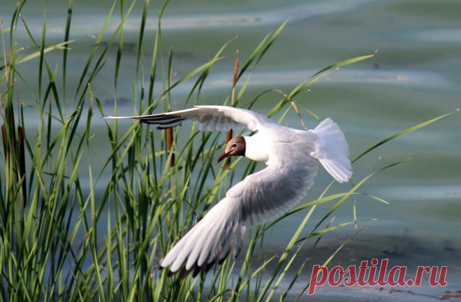 Полет чайки.
