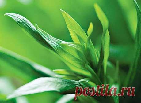 Тархун - Садоводка