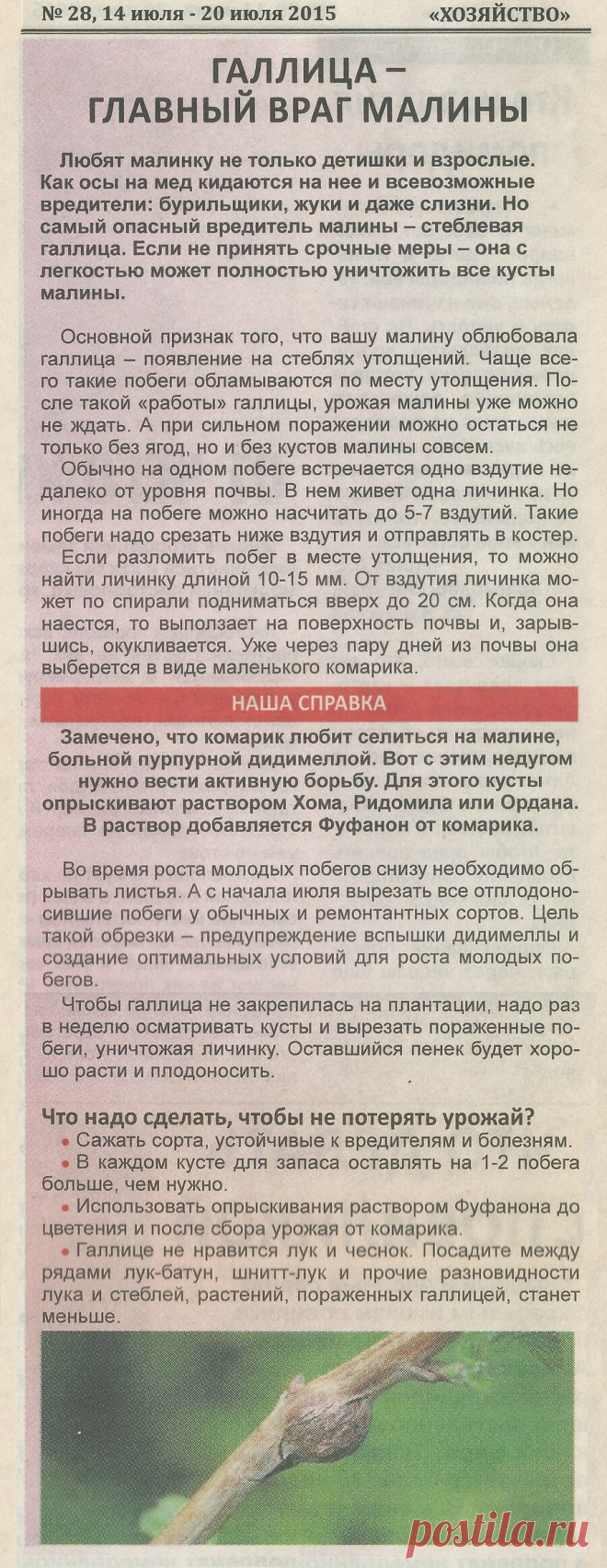 Галлица - главный враг малины