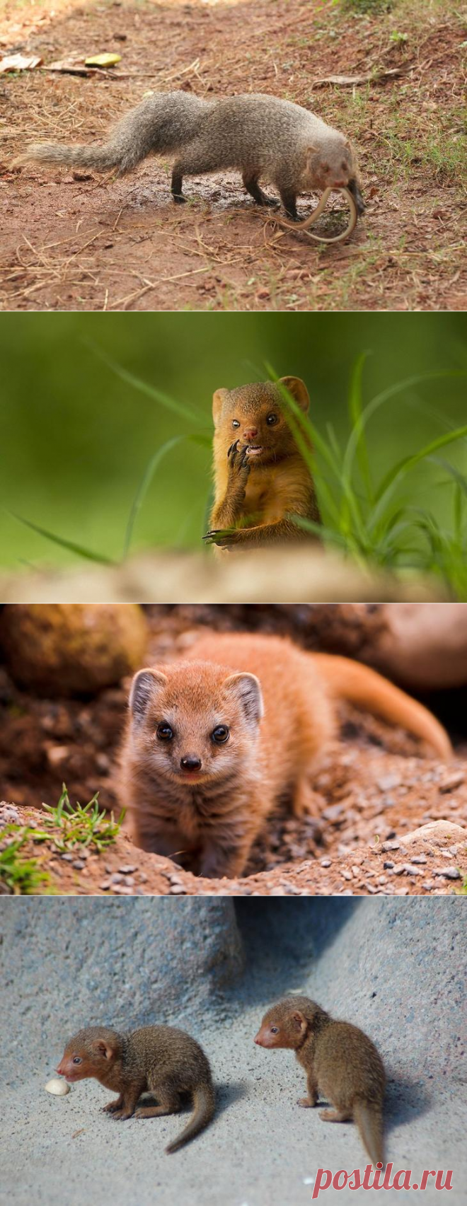 Про мангуста.