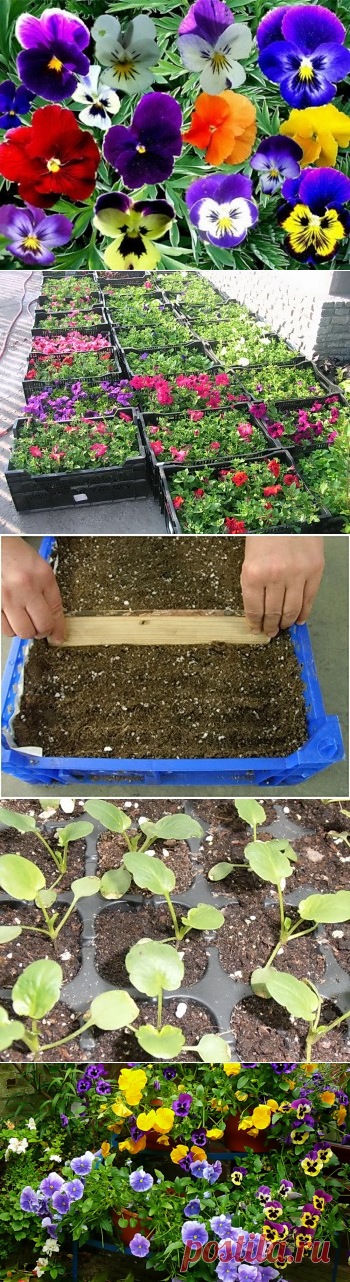 Когда и как посадить анютины глазки | Дача - впрок