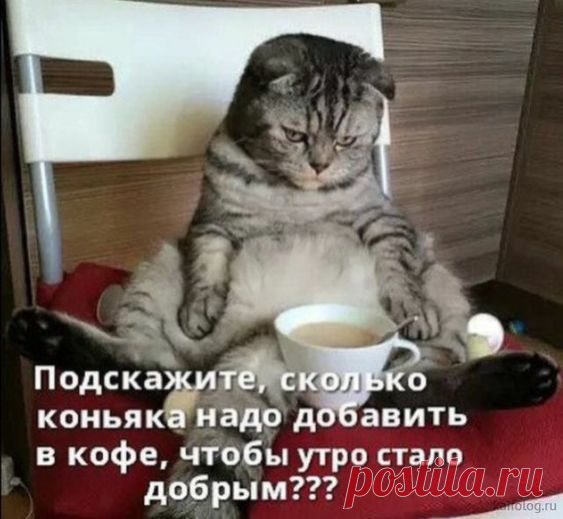 Фото приколы про коньяк. Прикольные картинки и фотографии ко дню коньяка