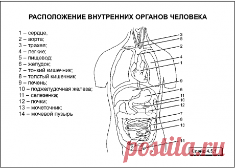 Органы человека: расположение в картинках. Анатомия частей тела