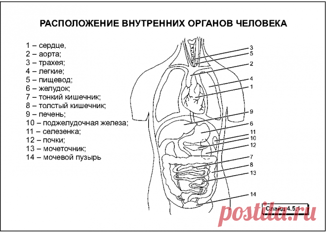 Органы человека: расположение в картинках. Анатомия частей тела