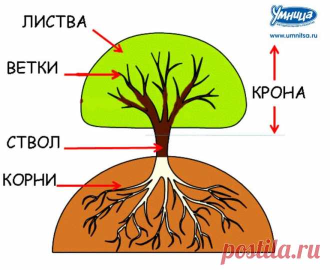 Тематическая неделька  с "Умницей". "Деревья". Организационный пост.