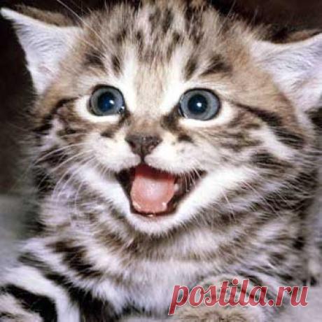 Можно ли давать кошке ношпу?