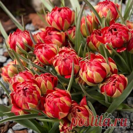 Купить луковицы тюльпанов Samantha почтой, низкие цены в интернет-магазине «Остров цветов»