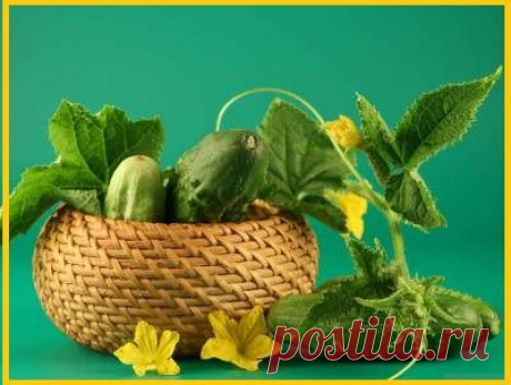 Новые Секреты использования Огурца.