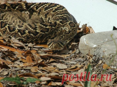 Самые длинные змеи разных видов: Ромбический гремучник