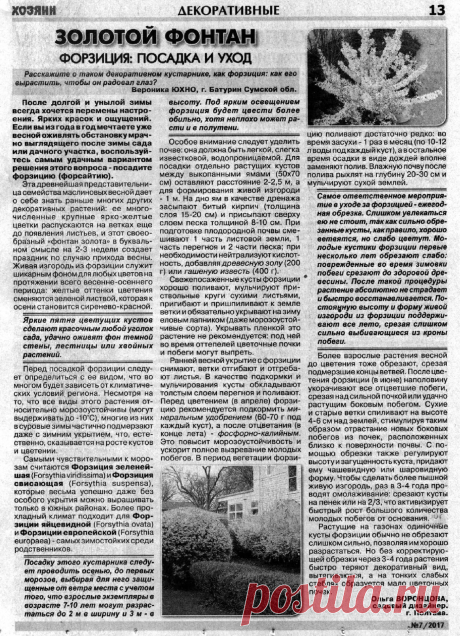 Форзиция: посадка и уход
