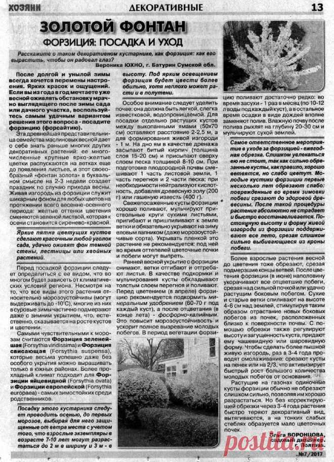 Форзиция: посадка и уход