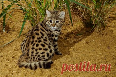 Черноногая кошка (Felis nigripes) | Терри Уиттакер Фотография