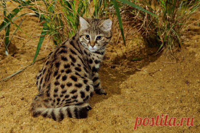 Черноногая кошка (Felis nigripes) | Терри Уиттакер Фотография