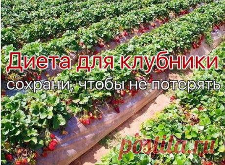 Всего за сезон клубнике надо шесть подкормок.