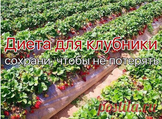 Всего за сезон клубнике надо шесть подкормок.