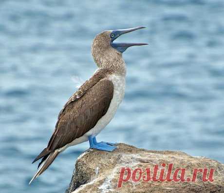 Необычная птица голубоногая олуша