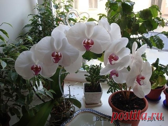 10 простых советов опытного цветовода
Если вашим цветочкам не здоровится, не нужно сразу бежать за химией в 
садовый магазин. Все составляющие этих рецептов вы найдете у себя дома.
1. Избавьтесь от тли с помощью моющего средства.
Тля любит пастись на свежих молодых побегах. Но вряд ли ей понравится 
пара капель моющего средства и мокрая тряпка. Одно движение - и тли как 
не бывало.
2. Долой насекомых.
Если в земле завелись крохотные насекомые, которые так и кишат в 
цветоч...