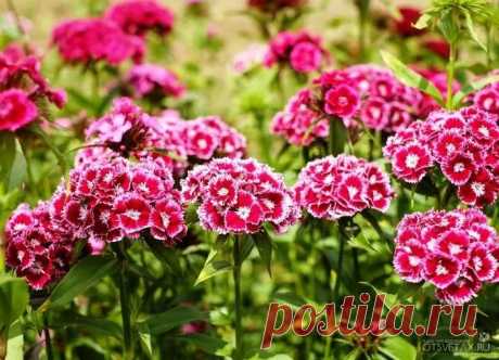 Гвоздика садовая многолетняя посадка и уход фото