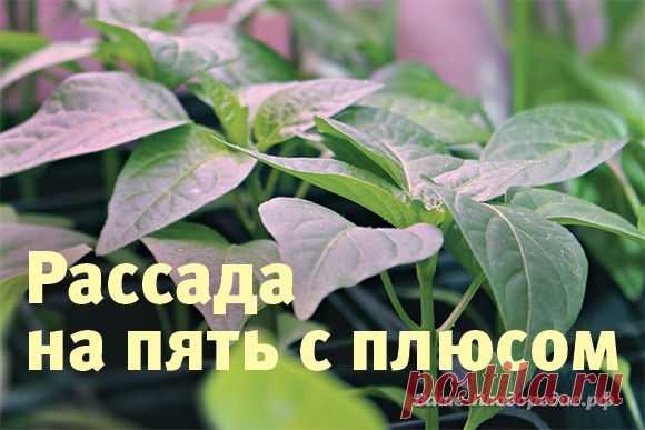 Рассада на пять с плюсом — Ваше Плодородие