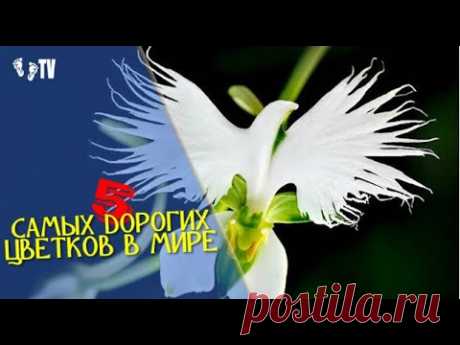5 САМЫХ ДОРОГИХ ЦВЕТКОВ В МИРЕ