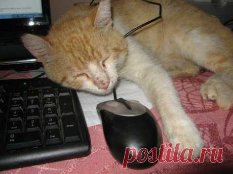 Наглость - второе счастье / Питомцы