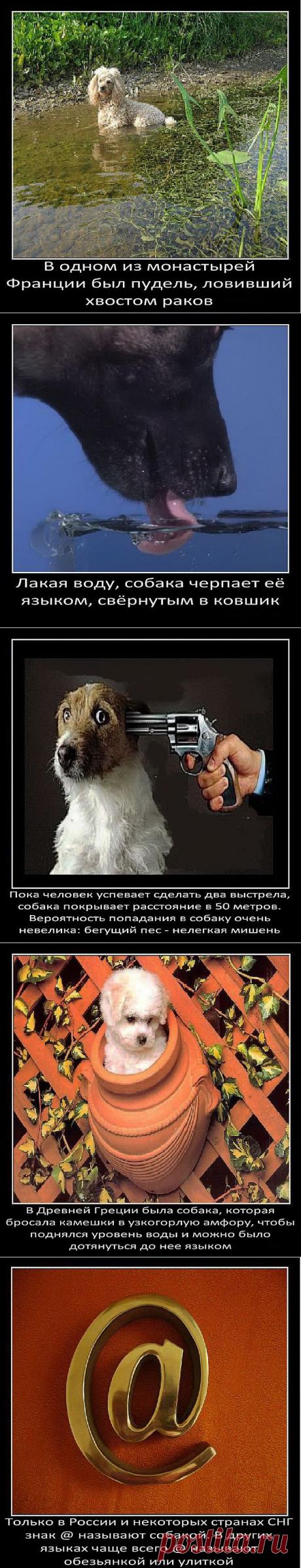 (+1) тема - Интересные факты о собаках(часть 2) | Четвероногий юмор