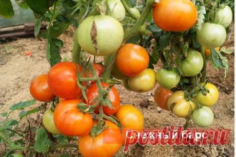 Овощи - о продавцах и производителях семян