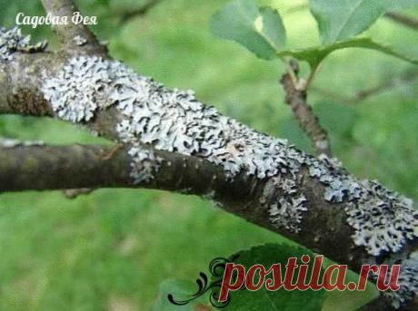 БОРЕМСЯ С НАГЛЫМИ ВРЕДИТЕЛЯМИ САДА - САЖИСТЫЙ ГРИБОК, ЛИШАЙНИКИ, МХИ

САЖИСТЫЙ ГРИБОК - этот паразит поселяется на листьях и побегах, они начинают чернеть и отстают в росте и развитии.

МЕРЫ БОРЬБЫ - 150гр. измельченного хозяйственного мыла и 5 гр.медного купороса смешайте в 1л.воды. Опрыскайте этим раствором пораженные места деревьев и кустарников.

ЛИШАЙНИКИ, МХИ - соскоблите их с коры и ветвей деревянными скребками. И опрыскайте деревца раствором медного купороса (300гр.на 10 л.воды).