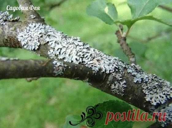 БОРЕМСЯ С НАГЛЫМИ ВРЕДИТЕЛЯМИ САДА - САЖИСТЫЙ ГРИБОК, ЛИШАЙНИКИ, МХИ

САЖИСТЫЙ ГРИБОК - этот паразит поселяется на листьях и побегах, они начинают чернеть и отстают в росте и развитии.

МЕРЫ БОРЬБЫ - 150гр. измельченного хозяйственного мыла и 5 гр.медного купороса смешайте в 1л.воды. Опрыскайте этим раствором пораженные места деревьев и кустарников.

ЛИШАЙНИКИ, МХИ - соскоблите их с коры и ветвей деревянными скребками. И опрыскайте деревца раствором медного купороса (300гр.на 10 л.воды).