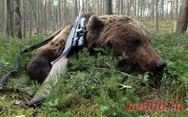 Охота на медведя на приваде осенью и весной, как сделать приваду Охота на медведя на приваде, как ее сделать, из чего, как и где размещать, как делать место засады (лабаз), когда ждать медведя, особенности весной и осенью.