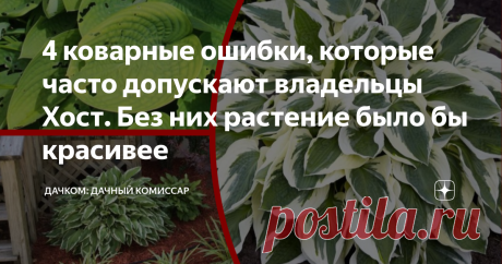 4 коварные ошибки, которые часто допускают владельцы Хост. Без них растение было бы красивее Хочешь, чтобы твоя хоста стала настоящим изумрудом сада, а не просто "неприхотливым зеленым растением"? Тогда пламенный салют, товарищ эстетик-цветовод!  Сегодня на повестке дня - 4 роковых ошибки в выращивании хосты, которые граждане по непонятным причинам допускают чаще всего. Хотя, подозреваю, что причина - в пофигизме и безалаберности. Когда я говорю "ошибки", я не держу в голо...