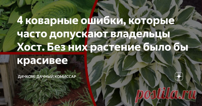 4 коварные ошибки, которые часто допускают владельцы Хост. Без них растение было бы красивее Хочешь, чтобы твоя хоста стала настоящим изумрудом сада, а не просто 