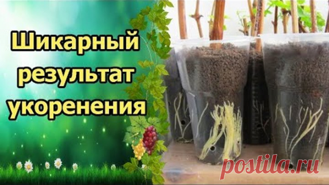 ЭТО НАДО ВИДЕТЬ!!! НОВЫЙ СПОСОБ УКОРЕНЕНИЯ ВИНОГРАДА ПОШАГОВО!