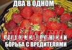 Два в одном - подкормка клубники и борьба с вредителями