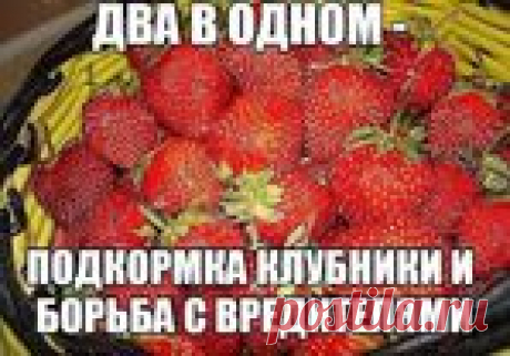 Два в одном - подкормка клубники и борьба с вредителями
